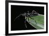 Apiomerus Geniculatus (Assassin Bug)-Paul Starosta-Framed Photographic Print