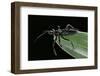 Apiomerus Geniculatus (Assassin Bug)-Paul Starosta-Framed Photographic Print