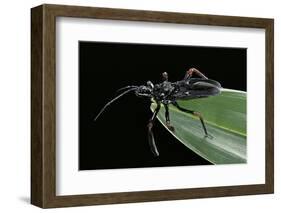 Apiomerus Geniculatus (Assassin Bug)-Paul Starosta-Framed Photographic Print