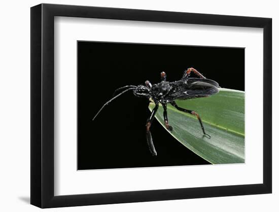 Apiomerus Geniculatus (Assassin Bug)-Paul Starosta-Framed Photographic Print