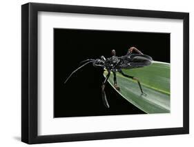 Apiomerus Geniculatus (Assassin Bug)-Paul Starosta-Framed Photographic Print