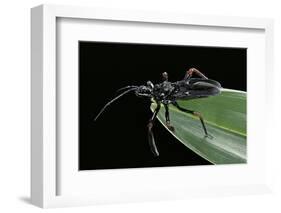 Apiomerus Geniculatus (Assassin Bug)-Paul Starosta-Framed Photographic Print