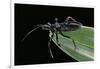 Apiomerus Geniculatus (Assassin Bug)-Paul Starosta-Framed Photographic Print