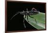 Apiomerus Geniculatus (Assassin Bug)-Paul Starosta-Framed Photographic Print