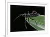 Apiomerus Geniculatus (Assassin Bug)-Paul Starosta-Framed Photographic Print