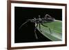 Apiomerus Geniculatus (Assassin Bug)-Paul Starosta-Framed Photographic Print