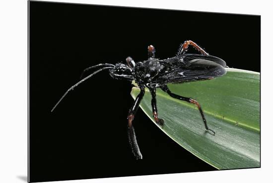 Apiomerus Geniculatus (Assassin Bug)-Paul Starosta-Mounted Photographic Print