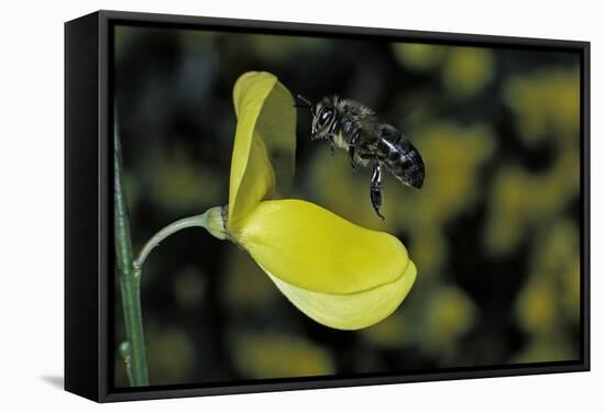 Apis Mellifera (Honey Bee) - Foraging and Approaching a Broom Flower-Paul Starosta-Framed Stretched Canvas