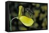 Apis Mellifera (Honey Bee) - Foraging and Approaching a Broom Flower-Paul Starosta-Framed Stretched Canvas