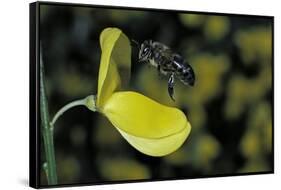 Apis Mellifera (Honey Bee) - Foraging and Approaching a Broom Flower-Paul Starosta-Framed Stretched Canvas