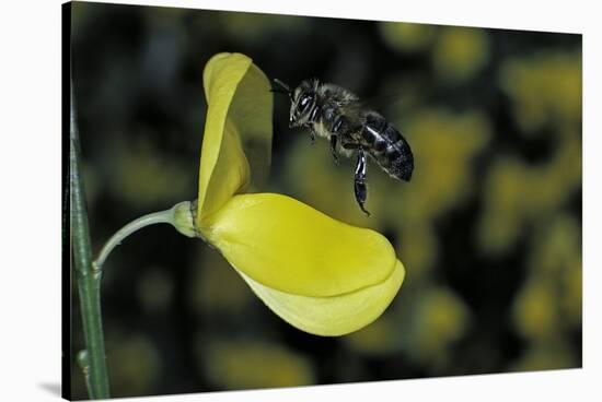 Apis Mellifera (Honey Bee) - Foraging and Approaching a Broom Flower-Paul Starosta-Stretched Canvas