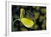 Apis Mellifera (Honey Bee) - Foraging and Approaching a Broom Flower-Paul Starosta-Framed Photographic Print