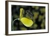 Apis Mellifera (Honey Bee) - Foraging and Approaching a Broom Flower-Paul Starosta-Framed Photographic Print