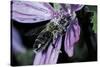 Apis Mellifera (Honey Bee) - Foraging and Covered with Pollen on a Common Mallow Flower-Paul Starosta-Stretched Canvas