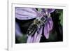 Apis Mellifera (Honey Bee) - Foraging and Covered with Pollen on a Common Mallow Flower-Paul Starosta-Framed Photographic Print