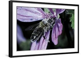 Apis Mellifera (Honey Bee) - Foraging and Covered with Pollen on a Common Mallow Flower-Paul Starosta-Framed Photographic Print