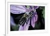 Apis Mellifera (Honey Bee) - Foraging and Covered with Pollen on a Common Mallow Flower-Paul Starosta-Framed Photographic Print