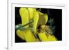 Apis Mellifera (Honey Bee) - Foraging and Covered with Pollen on Broom Flower-Paul Starosta-Framed Photographic Print