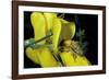 Apis Mellifera (Honey Bee) - Foraging and Covered with Pollen on Broom Flower-Paul Starosta-Framed Photographic Print