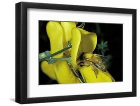 Apis Mellifera (Honey Bee) - Foraging and Covered with Pollen on Broom Flower-Paul Starosta-Framed Photographic Print