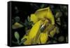 Apis Mellifera (Honey Bee) - Foraging and Covered with Pollen on Broom Flowers-Paul Starosta-Framed Stretched Canvas