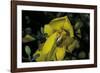 Apis Mellifera (Honey Bee) - Foraging and Covered with Pollen on Broom Flowers-Paul Starosta-Framed Photographic Print