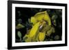 Apis Mellifera (Honey Bee) - Foraging and Covered with Pollen on Broom Flowers-Paul Starosta-Framed Photographic Print