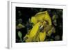 Apis Mellifera (Honey Bee) - Foraging and Covered with Pollen on Broom Flowers-Paul Starosta-Framed Photographic Print