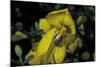 Apis Mellifera (Honey Bee) - Foraging and Covered with Pollen on Broom Flowers-Paul Starosta-Mounted Photographic Print