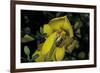 Apis Mellifera (Honey Bee) - Foraging and Covered with Pollen on Broom Flowers-Paul Starosta-Framed Photographic Print