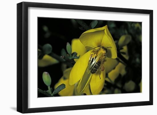 Apis Mellifera (Honey Bee) - Foraging and Covered with Pollen on Broom Flowers-Paul Starosta-Framed Photographic Print