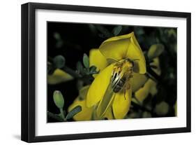 Apis Mellifera (Honey Bee) - Foraging and Covered with Pollen on Broom Flowers-Paul Starosta-Framed Photographic Print