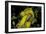 Apis Mellifera (Honey Bee) - Foraging and Covered with Pollen on Broom Flowers-Paul Starosta-Framed Photographic Print