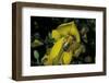 Apis Mellifera (Honey Bee) - Foraging and Covered with Pollen on Broom Flowers-Paul Starosta-Framed Photographic Print