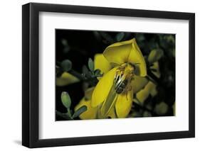 Apis Mellifera (Honey Bee) - Foraging and Covered with Pollen on Broom Flowers-Paul Starosta-Framed Photographic Print