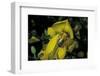 Apis Mellifera (Honey Bee) - Foraging and Covered with Pollen on Broom Flowers-Paul Starosta-Framed Photographic Print