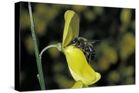 Apis Mellifera (Honey Bee) - Foraging on a Broom Flower-Paul Starosta-Stretched Canvas
