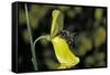 Apis Mellifera (Honey Bee) - Foraging on a Broom Flower-Paul Starosta-Framed Stretched Canvas