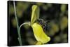 Apis Mellifera (Honey Bee) - Foraging on a Broom Flower-Paul Starosta-Stretched Canvas