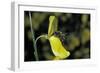 Apis Mellifera (Honey Bee) - Foraging on a Broom Flower-Paul Starosta-Framed Photographic Print