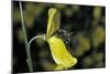 Apis Mellifera (Honey Bee) - Foraging on a Broom Flower-Paul Starosta-Mounted Photographic Print