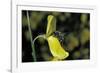 Apis Mellifera (Honey Bee) - Foraging on a Broom Flower-Paul Starosta-Framed Photographic Print