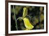 Apis Mellifera (Honey Bee) - Foraging on a Broom Flower-Paul Starosta-Framed Photographic Print