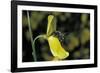 Apis Mellifera (Honey Bee) - Foraging on a Broom Flower-Paul Starosta-Framed Photographic Print