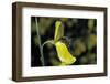 Apis Mellifera (Honey Bee) - Foraging on a Broom Flower-Paul Starosta-Framed Photographic Print