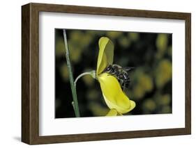 Apis Mellifera (Honey Bee) - Foraging on a Broom Flower-Paul Starosta-Framed Photographic Print