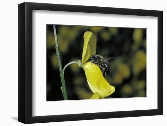 Apis Mellifera (Honey Bee) - Foraging on a Broom Flower-Paul Starosta-Framed Photographic Print