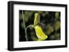 Apis Mellifera (Honey Bee) - Foraging on a Broom Flower-Paul Starosta-Framed Photographic Print