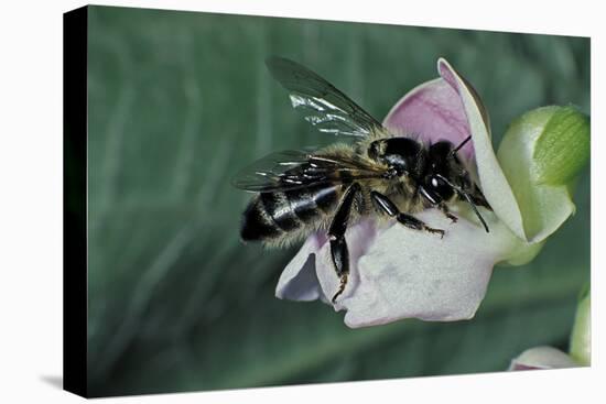Apis Mellifera (Honey Bee) - Foraging on a Common Bean Flower-Paul Starosta-Stretched Canvas