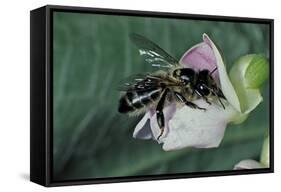 Apis Mellifera (Honey Bee) - Foraging on a Common Bean Flower-Paul Starosta-Framed Stretched Canvas